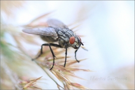 <p>MASAŘKA OBECNÁ (Sarcophaga carnaria) ---- /Common flesh fly - Graue Fleischfliege/</p>